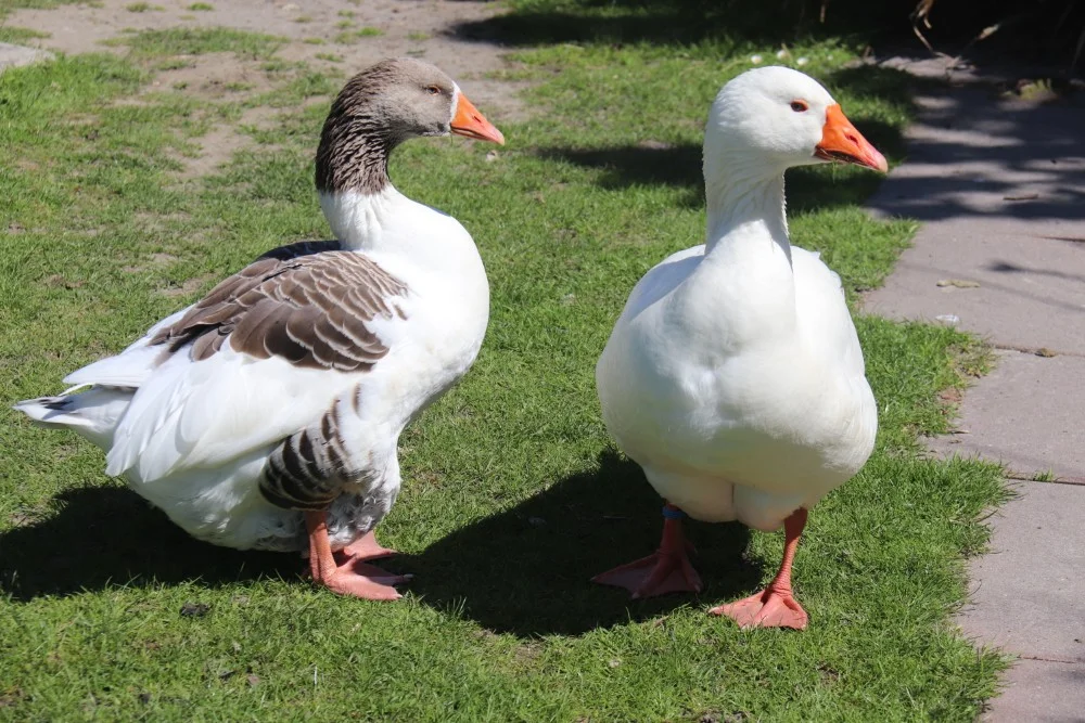 Unsere Tiere auf dem Hof Seefeld – Bild 1