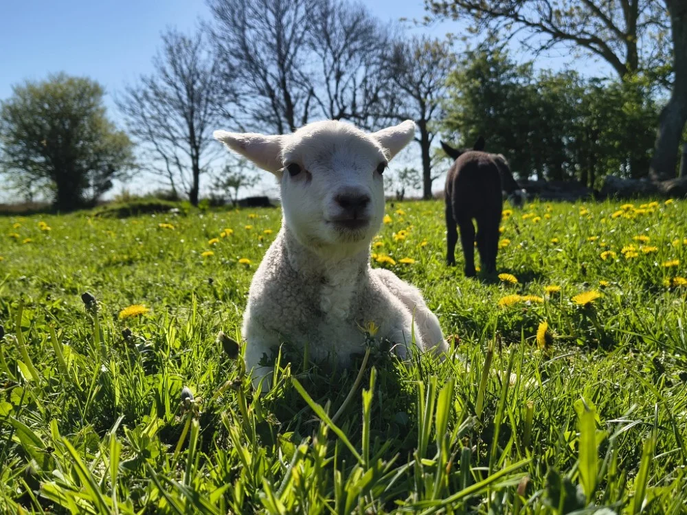 Unsere Tiere auf dem Hof Seefeld – Bild 2