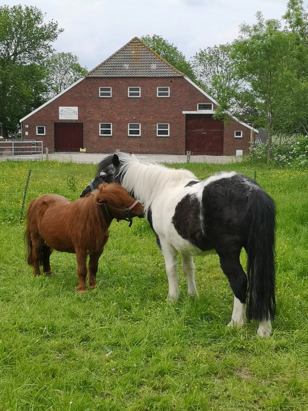 Unsere Tiere auf dem Hof Seefeld – Bild 3
