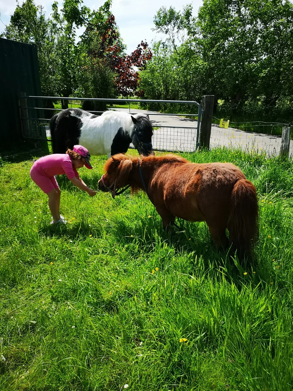 Unsere Tiere auf dem Hof Seefeld – Bild 4