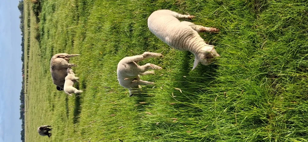 Unsere Tiere auf dem Hof Seefeld – Bild 6