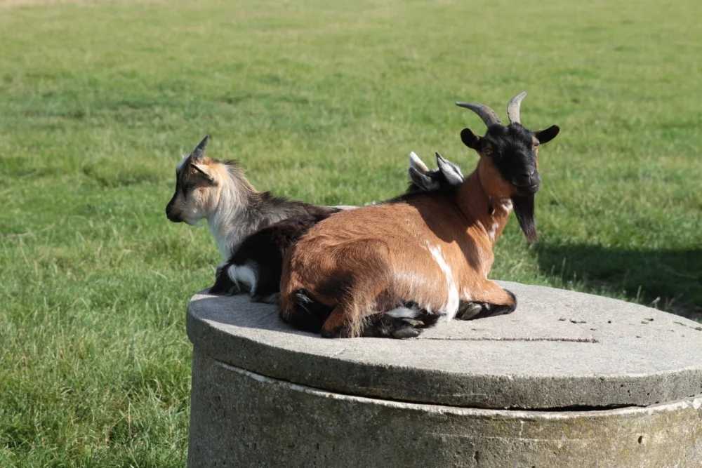 Unsere Tiere auf dem Hof Seefeld – Bild 9