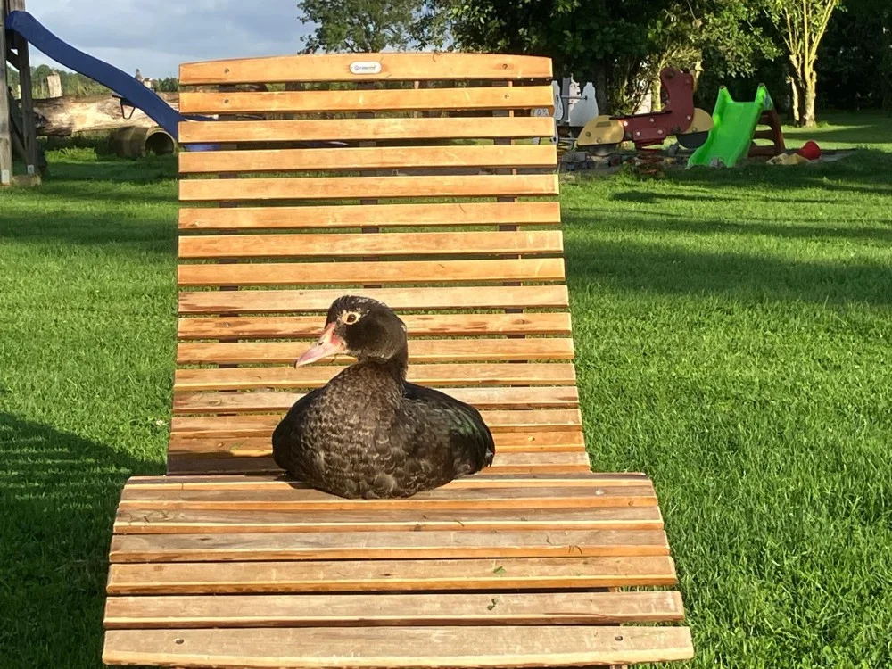 Unsere Tiere auf dem Hof Seefeld – Bild 10